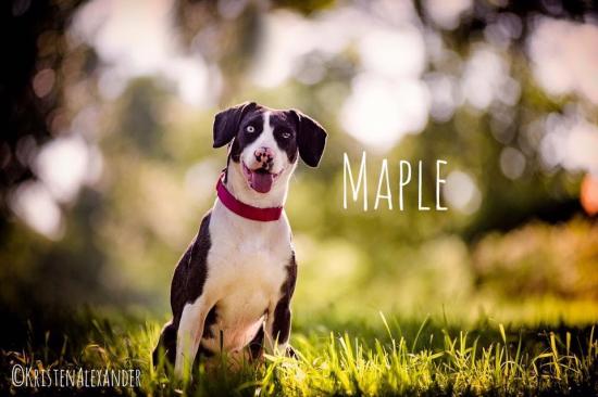 Maple *ADOPTED*