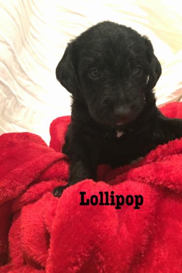 Lollipop *ADOPTED*