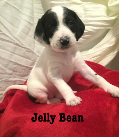 Jelly Bean *ADOPTED*