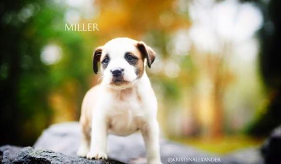 Miller