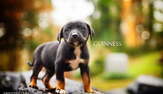 Guinness