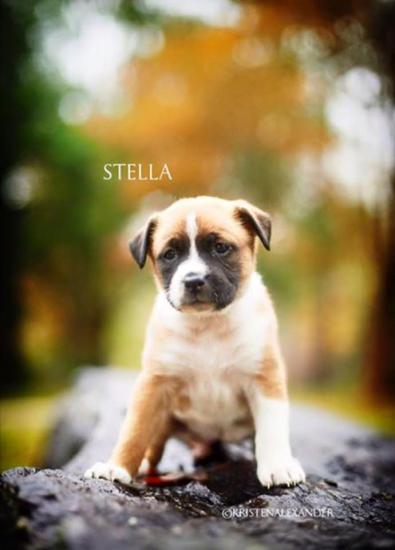 Stella