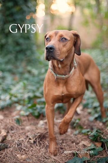 Gypsy