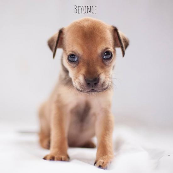 Beyonce *ADOPTED*