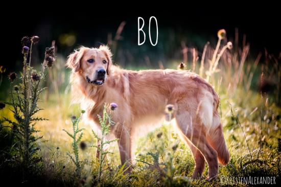 Bo *ADOPTED*