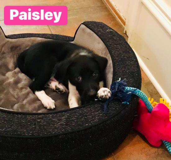 Paisley *ADOPTED*