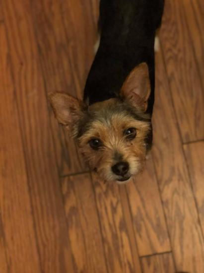 Henley *ADOPTED*