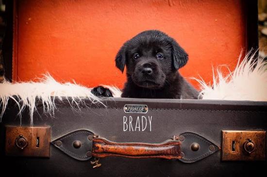 Brady *ADOPTED*