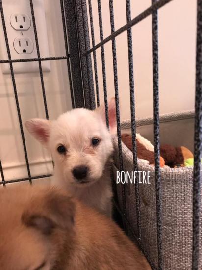 Bonfire *ADOPTED*