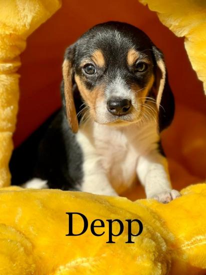 Depp *ADOPTED*