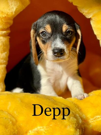 Depp *ADOPTED*