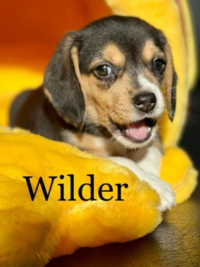 Wilder *ADOPTED*