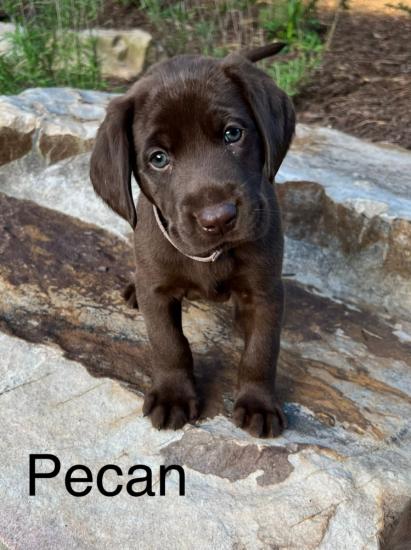 Pecan *ADOPTED*