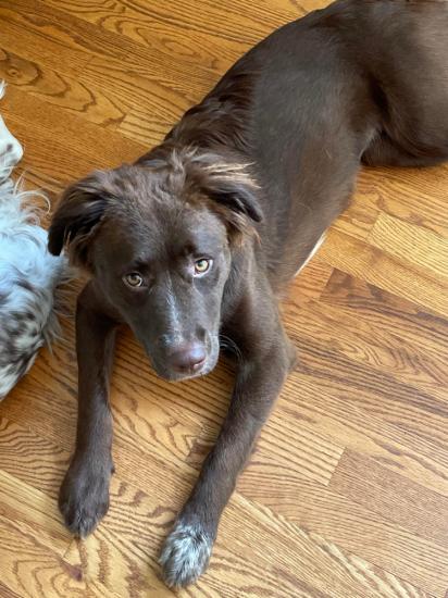 Reese *ADOPTED*
