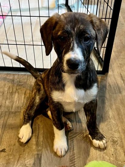 Woodie *ADOPTED*