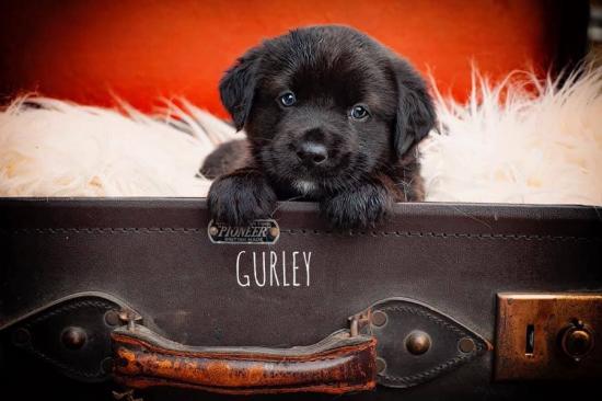 Gurley *ADOPTED*