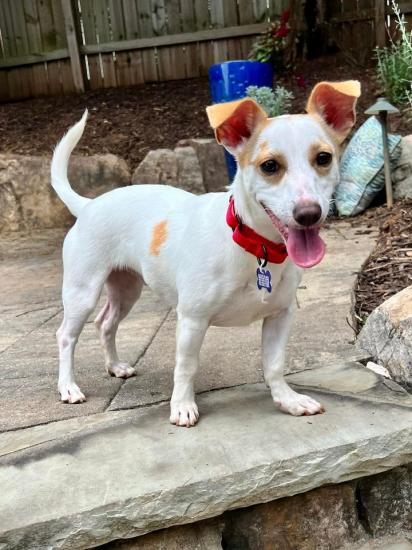 Pedro *ADOPTED*