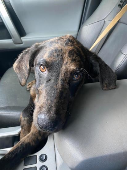 Luca *ADOPTED*