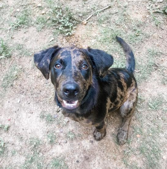 Luca *ADOPTED*