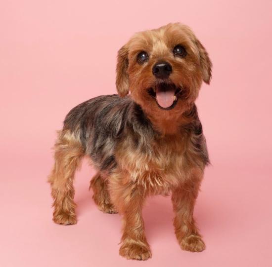 Mimi *ADOPTED*