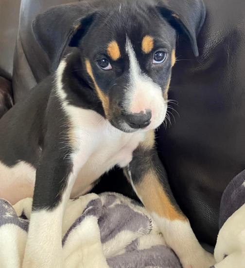 Danie *ADOPTED*