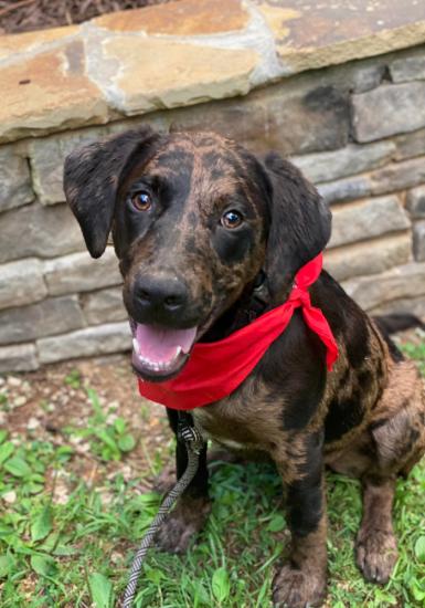 Luca *ADOPTED*
