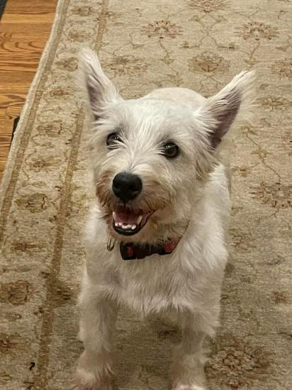 Zoey *ADOPTED*