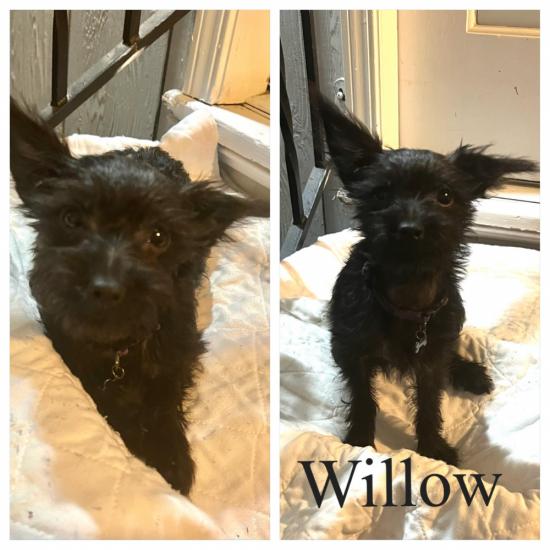 Willow