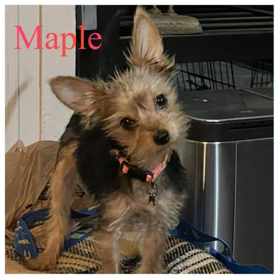 Maple