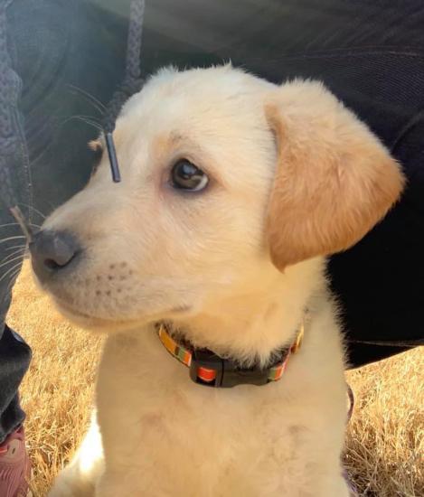 Pippa *ADOPTED*