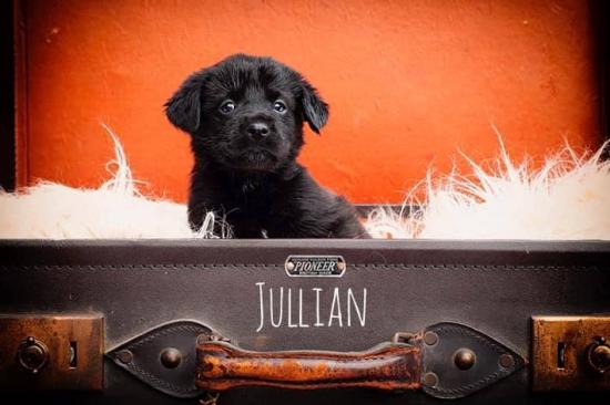 Julian *ADOPTED*