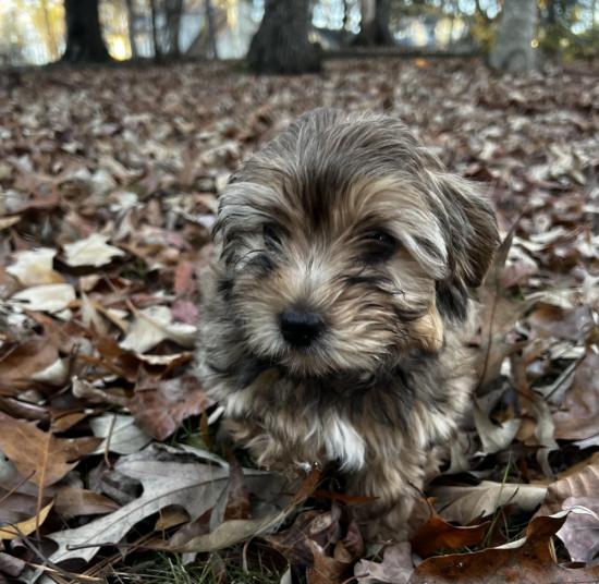 Camo 
