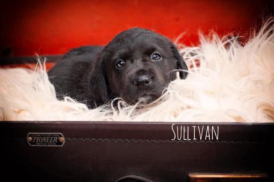 Sullivan *ADOPTED*