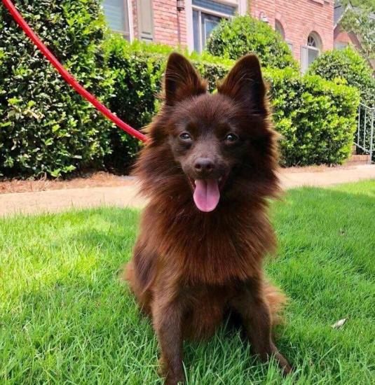 Dixie *ADOPTED*
