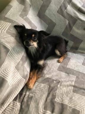 Gabby *ADOPTED*