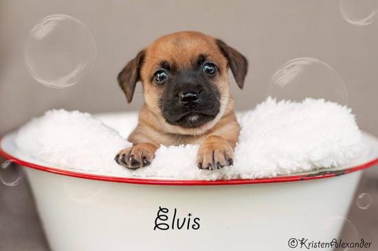 Elvis *ADOPTED*