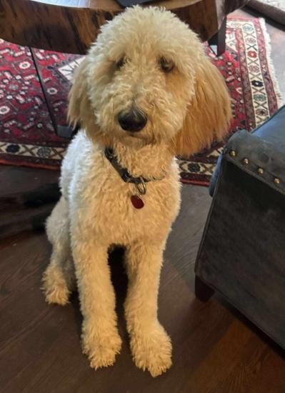 Roo