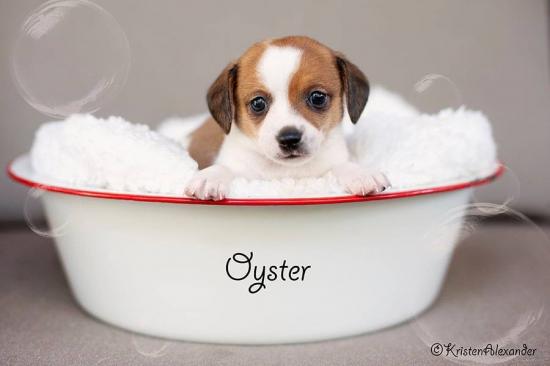 Oyster *ADOPTED*