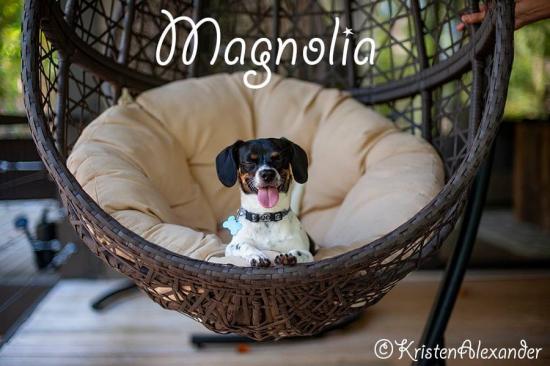 Magnolia *ADOPTED*