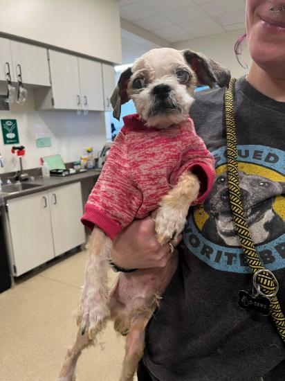 Armand *COMING SOON*