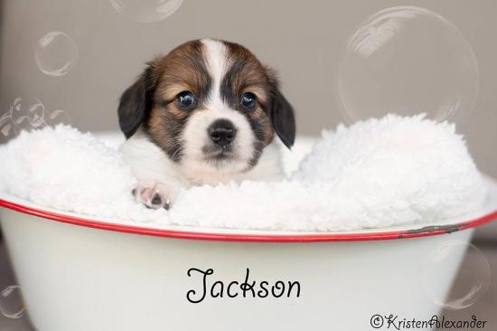 Jackson *ADOPTED*