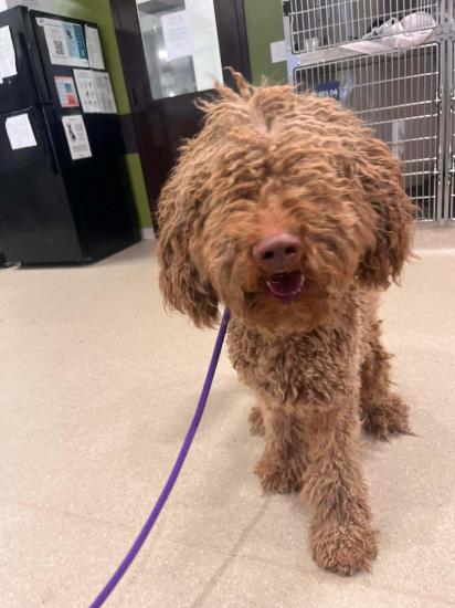 Bentley *COMING SOON*