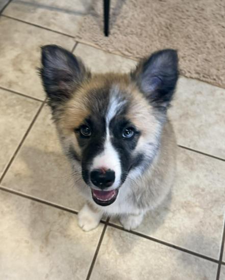 Kodiak *COMING SOON*