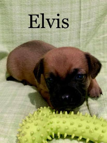 Elvis *ADOPTED*