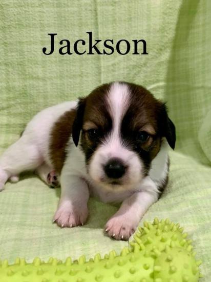 Jackson *ADOPTED*