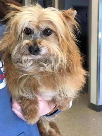 Shaggy *ADOPTED*