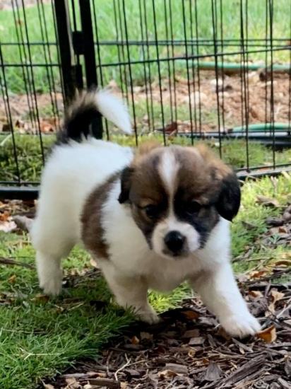 Jackson *ADOPTED*