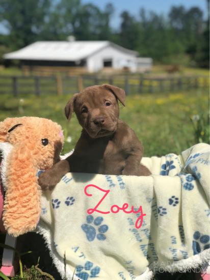 Zoey *ADOPTED*