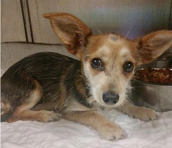 Gracie *ADOPTED*