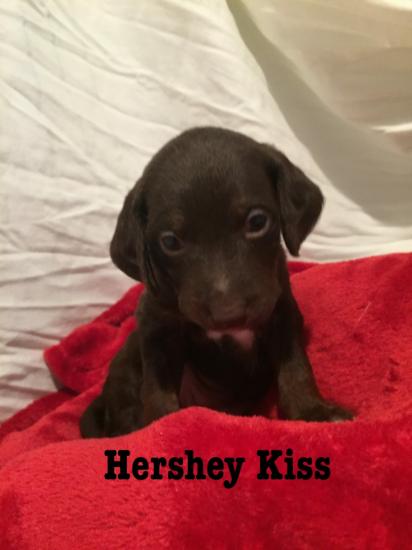 Hershey Kiss *ADOPTED*